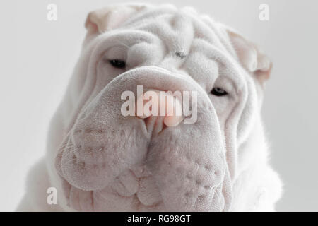 Portrait d'un chien de chiot Shar pei Banque D'Images