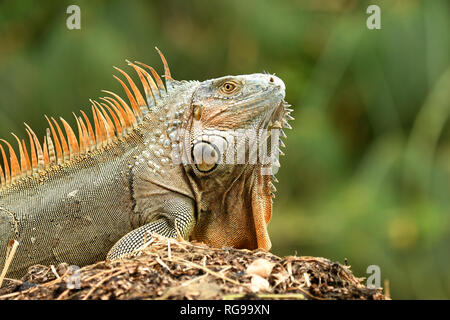 Ou commun Iguane vert (Iguana iguana) mâle adulte dans la reproduction des couleurs, Turrialba, Costa Rica, octobre Banque D'Images