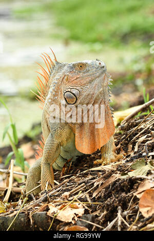 Ou commun Iguane vert (Iguana iguana) mâle adulte dans la reproduction des couleurs, Turrialba, Costa Rica, octobre Banque D'Images