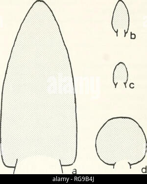 . Bulletins de la paléontologie américain. 52 348 Bulletin Amahheus brodnensis Nordamaltheus) (1974, Repin, en partie, p. 64, pi. 5, fig. 4 ; pi. 66. fig. 1 à 5. Amahheus Nordamaltheus brodnensis ventrocalvus () Répine, 1974, p. 65. pi. 5, fig. 3, 5, 7, 9. Amahheus Proamaltheus viligaensis() (Tuchkov). Dagis, 1976, p. 27, pi. 16, fig. 1-8 ; pi. 17, fig. 1, 2. Amahheus viligaensis (ex gr. Tuchkov). Sey et Kalacheva, 1980, p. 73, pi. 2, fig. 2, 3. Amahheus viligaensis (Tuchkov). Smith. Benne. Taylor, et Guex, 1988, pi. 5, fig. 5, 6. Description.-lnoue, ellipsoïdales section verticille ; mur ombilical ver Banque D'Images