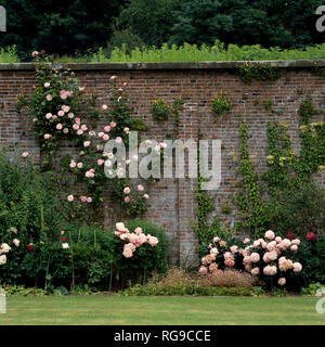 Rosiers grimpants roses pivoines ci-dessus dans un grand jardin clos Banque D'Images