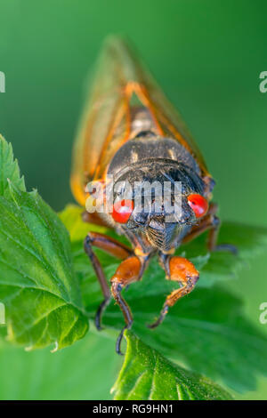 Cigale périodique (Pristimantis septendecim) vue sur la tête en insistant sur les brillants yeux rouges. Vallée de Powells, New York, juin. Banque D'Images