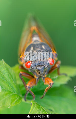 Cigale périodique (Pristimantis septendecim) vue sur la tête en insistant sur les brillants yeux rouges. Vallée de Powells, New York, juin. Banque D'Images