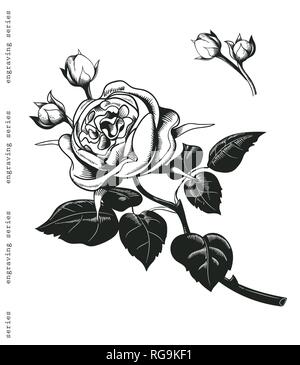 Dessiné à main bouquet de rose blanche dans un style de gravure d'époque. Éléments de décoration baroque. Doodles fleurs, feuilles, bourgeons de fleurs, branches, fleurs Illustration de Vecteur