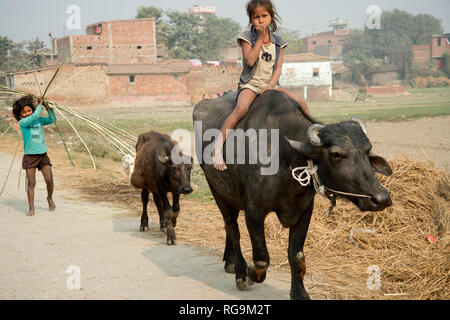 L'Inde. Le Bihar . Katari Milieu village. Young Girl riding a buffalo suivi de ses jeunes Banque D'Images