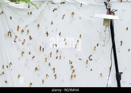 Cigales dix hatchinga et ramper sur feuille à la lumière de la vapeur de mercure destiné à l'installation pour nightlighting mites. Vallée de Powells, Texas, Ju Banque D'Images