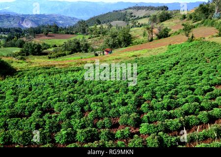 Fumigation - champ de pommes de terre dans la communauté paysanne Humacchuco - Parc National Huascaran. Département d'Ancash au Pérou. Banque D'Images