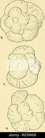 . Bulletins de la paléontologie américain. . Texte fig. 15. Rugoglobigeiina rugosa rotundata Bronnimann. T. L. L. No de cat. Nos 155591-155594. Globotruncana mayaroensis Guayaguayare, zone d'appoint, Crétacé supérieur. Tous les appr. X 80. (A,b,c) même spécimen, cordon ombilical, spirale et vues aperturale. (D,e,f) même spécimen, cordon ombilical, spirale et vues aperturale.. Veuillez noter que ces images sont extraites de la page numérisée des images qui peuvent avoir été retouchées numériquement pour plus de lisibilité - coloration et l'aspect de ces illustrations ne peut pas parfaitement ressembler à l'œuvre originale.. Institution de recherche paléontologique Banque D'Images