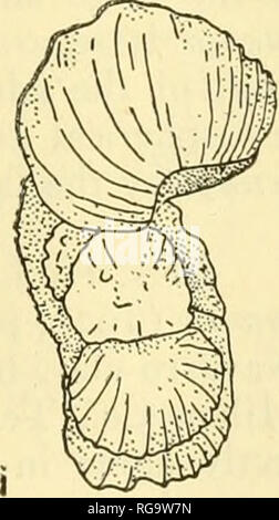 . Bulletins de la paléontologie américain. . Texte fig. 13 (6-recloisonnées spécimens). Rugoglobigerina rugosa rugosa (Plummer). T. L. L. No de cat. Nos 155591-155594- Globotriincana roensis- maya zone, Guayaguayare lits, Crétacé supérieur. Tous les appr. X 65. (A,b,c) même spécimen, cordon ombilical, spirale et vues aperturale. (D,e,f) même spécimen, cordon ombilical, spirale et vues aperturale. (G,h,i) même spécimen, cordon ombilical, spirale et vues aperturale.. Veuillez noter que ces images sont extraites de la page numérisée des images qui peuvent avoir été retouchées numériquement pour plus de lisibilité - coloration et l'aspect de ces illustration Banque D'Images