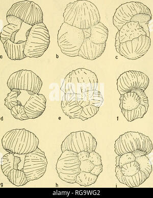 . Bulletins de la paléontologie américain. 2t) Trixidad Globigerinidae Broxximann du Crétacé : Description 29.-La grande faible test trochoïdes est 4-, 5- et 6-cham- bared dans l'adulte. Les chambres de la dernière révolution sont tronquer vers l'ouverture, à l'arrondi du côté périphérique, et d'augmenter modérément en taille que ajouté. La fin est déplacé vers la chambre. Texte fig. II (tous les 4, 5-c'iambireJ spécimens). Rugoglobigenna rtigosa rugosa (Plumm.^r). T. L. L. No de cat. Nos 155591-155594. Globotruncana zone roensis- maya, Guayaguayare lits, Crétacé supérieur. Tous les appr. X 80. (.^,b,c) même spécimen, cordon ombilical, Banque D'Images