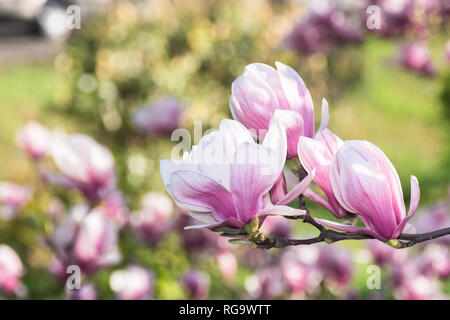 Belle fleur de magnolia. merveilleux printemps nature fond fleurs violettes d'offres. Banque D'Images