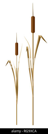 Les quenouilles dans l'eau font l'objet de cette image de fond naturel. Plantes de bassin cat tails. C'est une illustration. Banque D'Images