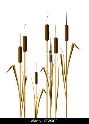 Les quenouilles dans l'eau font l'objet de cette image de fond naturel. Plantes de bassin cat tails. C'est une illustration. Banque D'Images