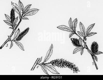 . Bulletin (New York Ministère des Forêts), no. 11. Les forêts et la foresterie. . Veuillez noter que ces images sont extraites de la page numérisée des images qui peuvent avoir été retouchées numériquement pour plus de lisibilité - coloration et l'aspect de ces illustrations ne peut pas parfaitement ressembler à l'œuvre originale.. La Pennsylvanie. Le ministère de la foresterie. Harrisburg, Pennsylvanie : Le ministère : WM. Ray Stanley, l'imprimante de l'état de Pennsylvanie Banque D'Images