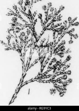 . Bulletin (New York Ministère des Forêts), no. 11. Les forêts et la foresterie. , No 4,. Veuillez noter que ces images sont extraites de la page numérisée des images qui peuvent avoir été retouchées numériquement pour plus de lisibilité - coloration et l'aspect de ces illustrations ne peut pas parfaitement ressembler à l'œuvre originale.. La Pennsylvanie. Le ministère de la foresterie. Harrisburg, Pennsylvanie : Le ministère : WM. Ray Stanley, l'imprimante de l'état de Pennsylvanie Banque D'Images