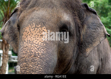 Close up photographie d'un thai elephant Banque D'Images