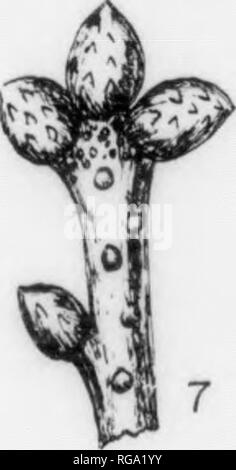 . Bulletin (New York Ministère des Forêts), no. 11. Les forêts et la foresterie. . Veuillez noter que ces images sont extraites de la page numérisée des images qui peuvent avoir été retouchées numériquement pour plus de lisibilité - coloration et l'aspect de ces illustrations ne peut pas parfaitement ressembler à l'œuvre originale.. La Pennsylvanie. Le ministère de la foresterie. Harrisburg, Pennsylvanie : Le ministère : WM. Ray Stanley, l'imprimante de l'état de Pennsylvanie Banque D'Images