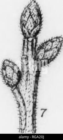 . Bulletin (New York Ministère des Forêts), no. 11. Les forêts et la foresterie. . Veuillez noter que ces images sont extraites de la page numérisée des images qui peuvent avoir été retouchées numériquement pour plus de lisibilité - coloration et l'aspect de ces illustrations ne peut pas parfaitement ressembler à l'œuvre originale.. La Pennsylvanie. Le ministère de la foresterie. Harrisburg, Pennsylvanie : Le ministère : WM. Ray Stanley, l'imprimante de l'état de Pennsylvanie Banque D'Images