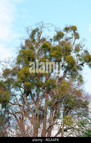 Le gui poussant sur les branches d'arbres Banque D'Images