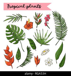Jeu de collection de plantes tropicales,isolé sur fond blanc Illustration de Vecteur