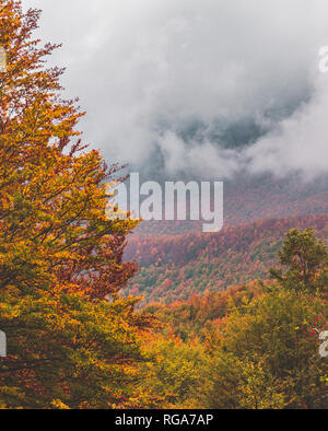 L'automne dans le parc national du Pollino, Italie Banque D'Images