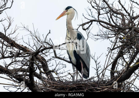 Seul un héron cendré (Ardea cinerea) oiseau posé dans un arbre (Vienne, Autriche) en hiver Banque D'Images