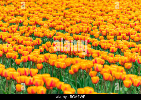 L'État de Washington, USA, Skagit Valley, champ de tulipes Banque D'Images