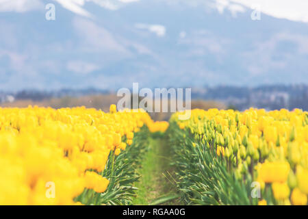 L'État de Washington, USA, Skagit Valley, champ de tulipes Banque D'Images