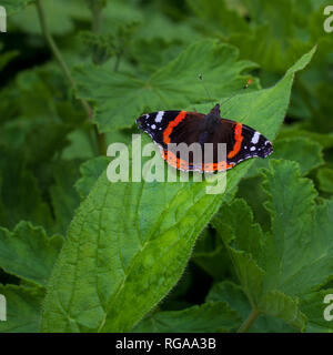 Un Vulcain (Vanessa atalanta) papillon a les ailes noir et blanc avec des marques orange et est assis sur une feuille verte Banque D'Images