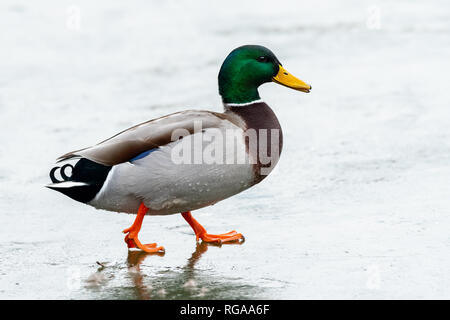 Un mâle colvert (Anas platyrhynchos) marcher sur un lac gelé, Waserpark à Vienne Autriche Banque D'Images