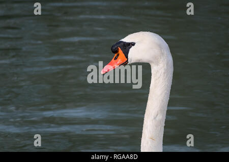 Portrait of a white swan (Cygnus olor) sur le Danube à Vienne Banque D'Images