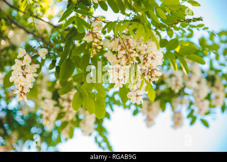 Branche d'acacia en fleurs le printemps arrive. Banque D'Images