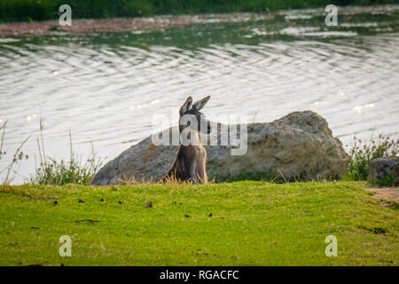 Kangourou sauvage entourant l'observation d'une dent à l'Australie dans le Parc National de Yanchep Banque D'Images