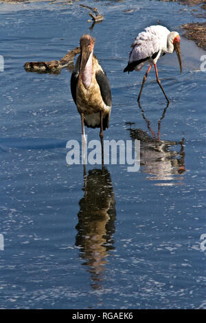 Un Marabou Stork à bec jaune et se reflètent dans les eaux calmes de la rivière Katuma Banque D'Images