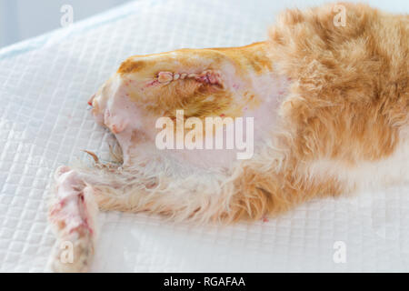 Chaton avec l'arrière de la jambe et la queue amputée Banque D'Images