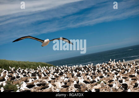 Mouette en vol alors que le reste du troupeau se détendre sur une plage. Banque D'Images