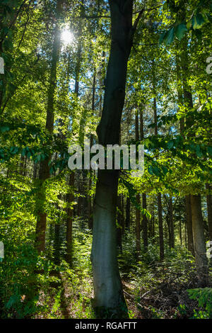 Allemagne, Berlin, Karra près de Bernried, forêt de hêtres Banque D'Images