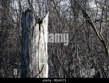 L'âme d'un arbre n'est pas perdu une fois qu'il tombe ; elle devient la forme d'art de la nature. Banque D'Images