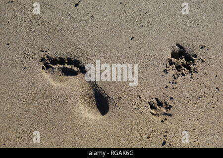 Hund und Mensch, Spuren im Sand, Playa de Famara, Lanzarote, Kanarische Inseln, Spanien Banque D'Images