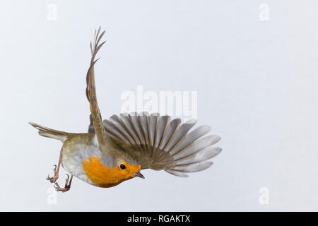 Rotkehlchen, fliegend, im Flug, Flugbild, Erithacus rubecula aux abords, robin, robin, robin redbreast, vol, vol, le rouge-gorge familier Banque D'Images
