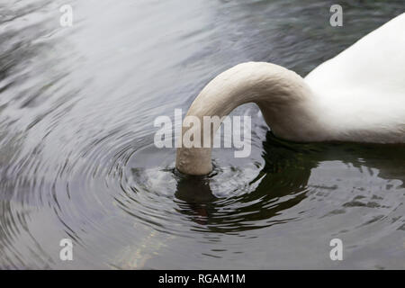 White cygne muet sur le lac se nourrir avec le cou et la tête dans l'eau Banque D'Images