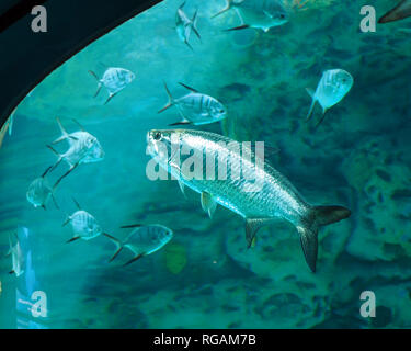 Un Tarpon, Megalops atlanticus, nage entre Palometa dans les Caraïbes Voyage's Blue Hole la pièce. Texas State Aquarium à Corpus Christi au Texas aux États-Unis. Banque D'Images