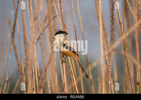 Crevettes à queue longue ou crevettes à dos rufeux (Lanius schach) dans le parc national du Rajaji, Uttarakhand, Inde Banque D'Images