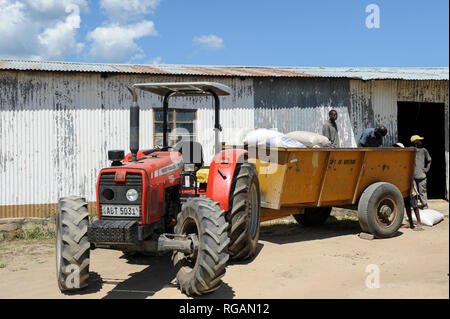 La Zambie Rhône Mongu, les agriculteurs faisant la riziculture dans les plaines d'inondation, le transport des sacs de riz du tracteur pour ricemill / SAMBIA Rhône , Stadt Mongu , Flussebene Sambesi wir in der Reis abgebaut, Traktor (Reismuehle Banque D'Images