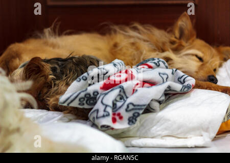 Deux chiens qui dorment dans le même lit Banque D'Images