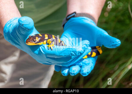 Salamandre (Salamandra salamandra) sur les mains Banque D'Images