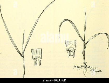 . Bulletin du Ministère de l'Agriculture des États-Unis. L'agriculture ; l'Agriculture. Fig. 18.-. Fig. 19.-La fétuque des prés (Festuca elatior). Fig. 20.-Quack-grass (une gropyronrcpens). IR&gt ;. Fesoue prés (Festuca elatior ; fig. 19).^ Une, glabres, vert foncé ; vivace feuilles roulées dans le bourgeon ; large col, continue ; les auricules aucun ; ligule membraneuse, court-circuit, tronquer ;. Veuillez noter que ces images sont extraites de la page numérisée des images qui peuvent avoir été retouchées numériquement pour plus de lisibilité - coloration et l'aspect de ces illustrations ne peut pas parfaitement ressembler à l'œuvre originale.. United State Banque D'Images