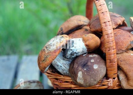 La vie avec encore beaucoup de cultures de champignons comestibles dans la région de brown panier en osier sur table en bois libre. Vue de côté à l'extérieur contre l'herbe verte verticale Banque D'Images