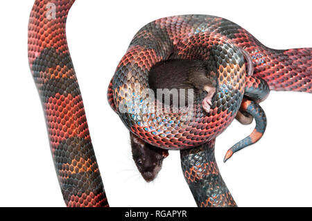 Snake nicaraguayenne (Lampropeltis triangulum) killling brown une souris (Mus musculus). Fond blanc découpé. Banque D'Images