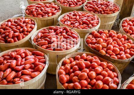 Romano, tomates italiennes en vente sur un marché de fermiers par le pack ou le boisseau. Banque D'Images